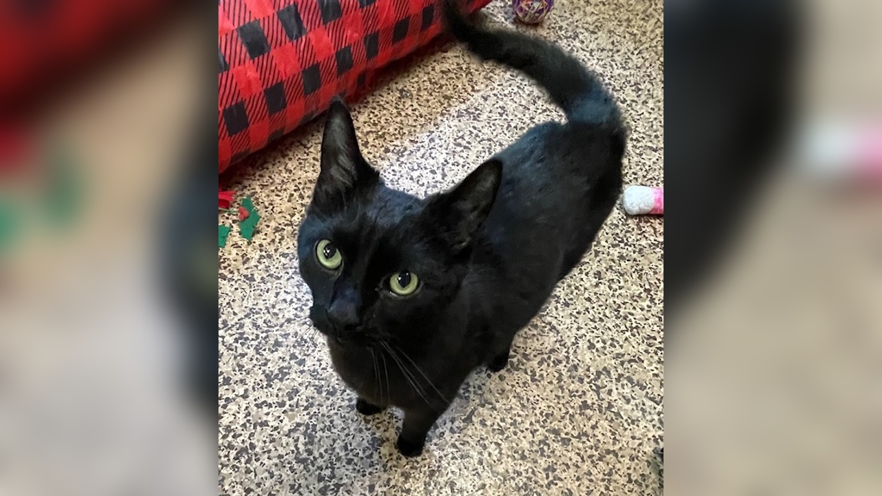 Meet Shadow! Our Pet of the Week