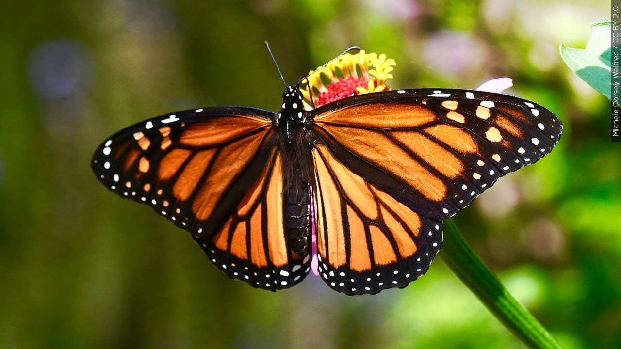 Saving Monarch Butterflies Locally