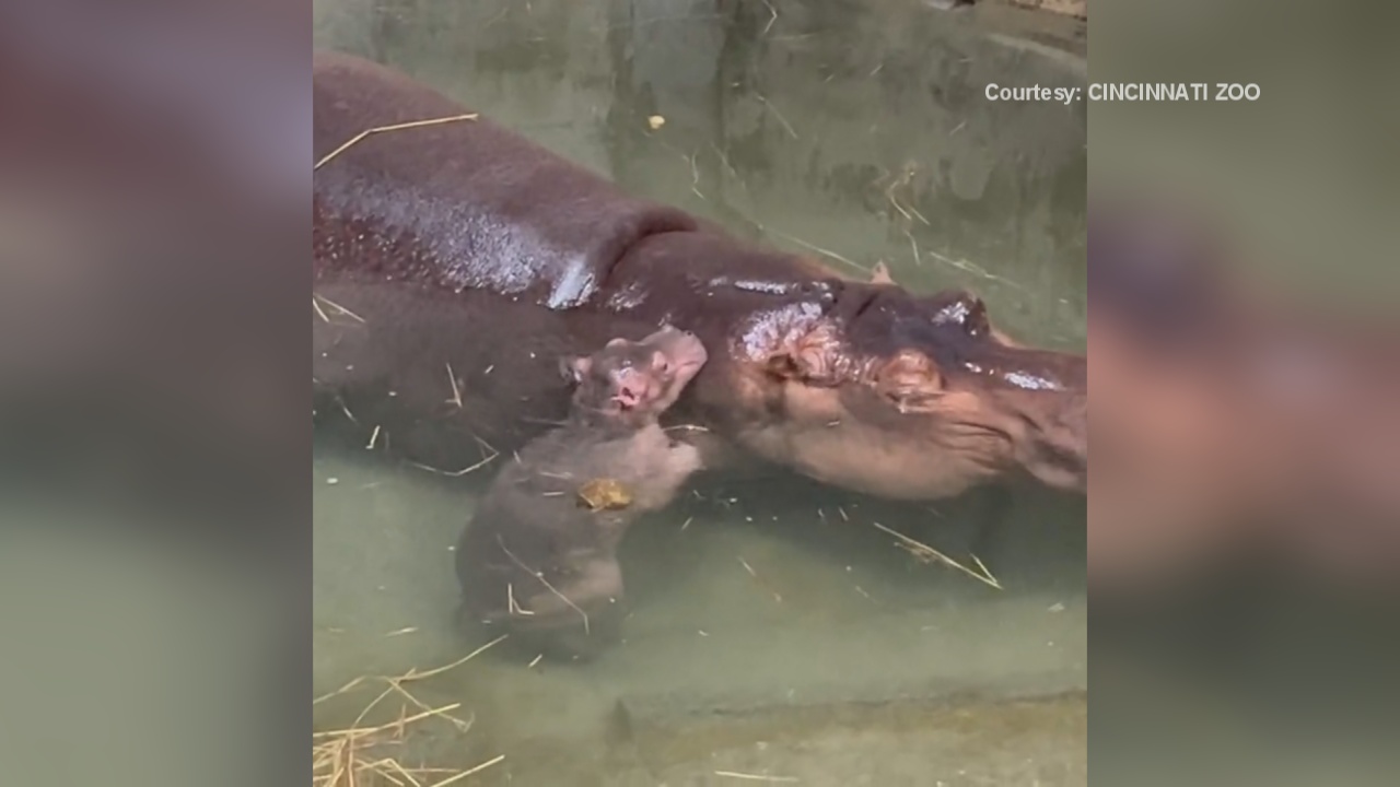 Fiona Gets A Sibling: Baby Hippo Born At Cincinnati Zoo