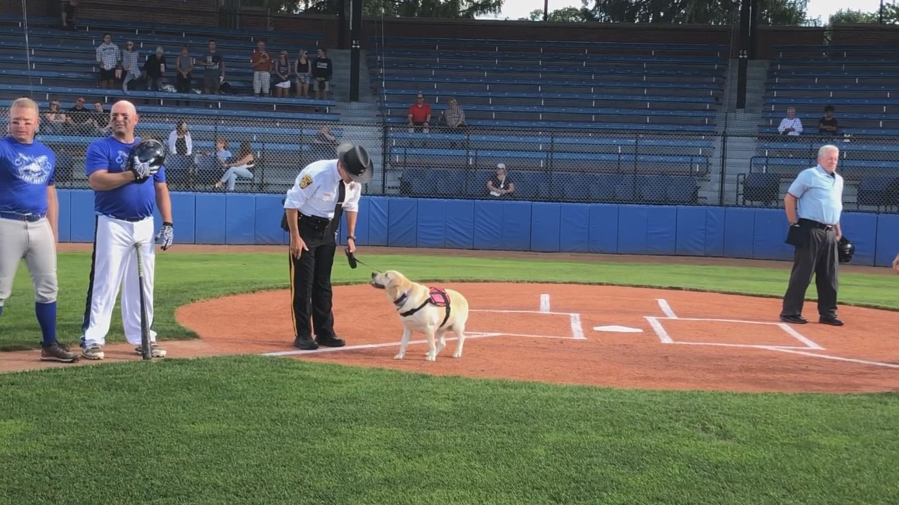 Charity Baseball Game Raising Money For Warren Therapy Dog
