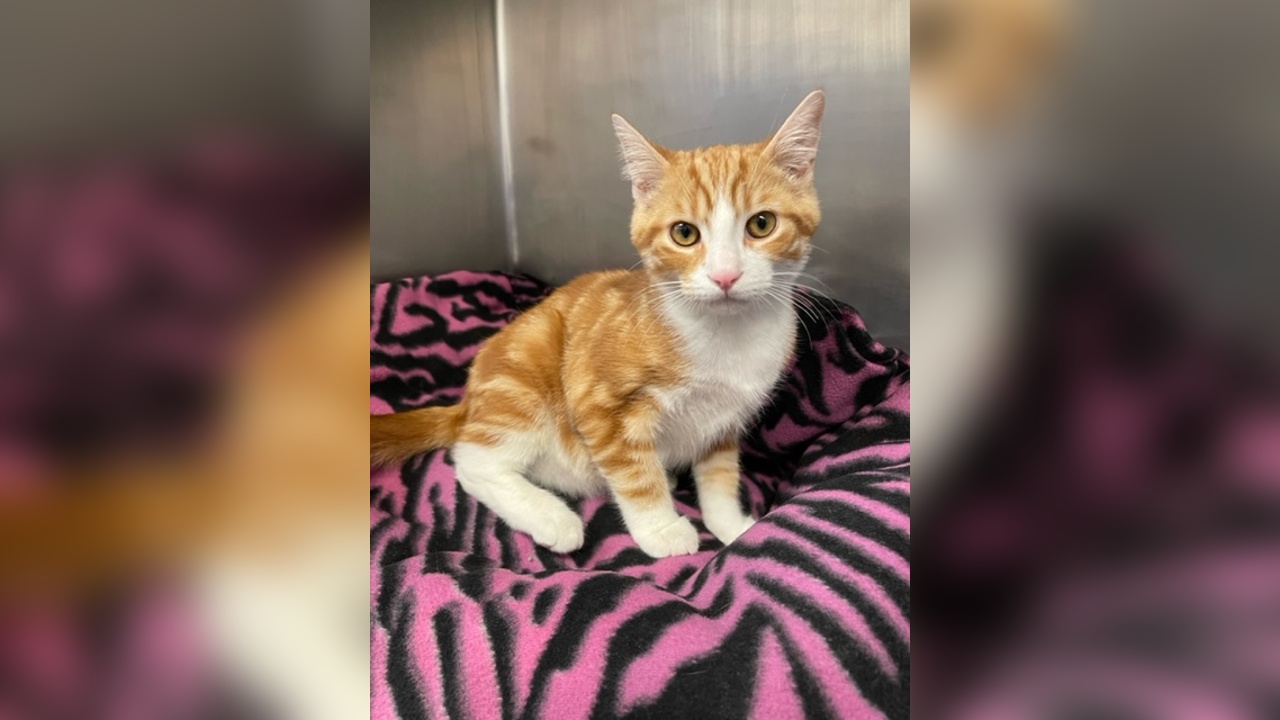 Meet Trey! Our Pet of the Week