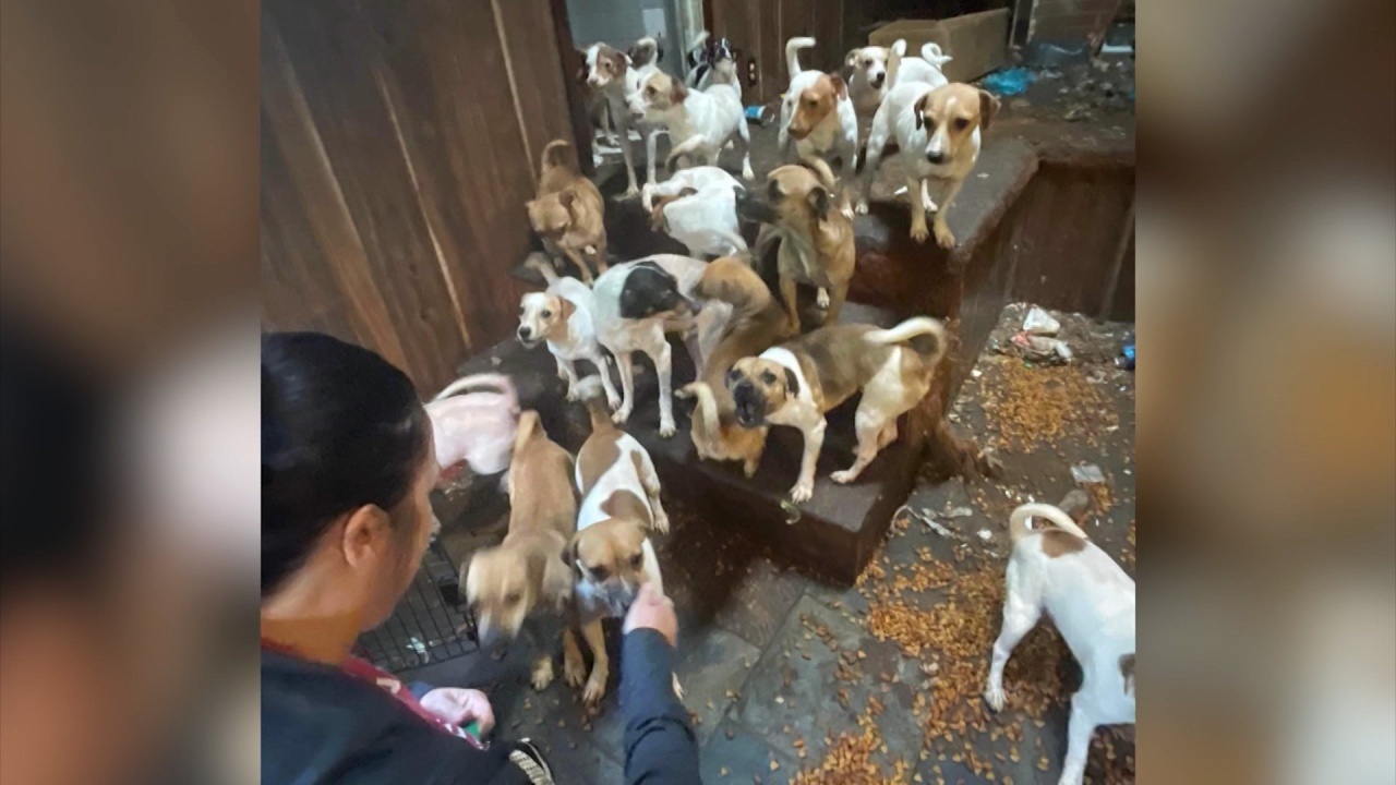 ANNA Shelter Rescues Dozens of Dogs from Hoarding Situation