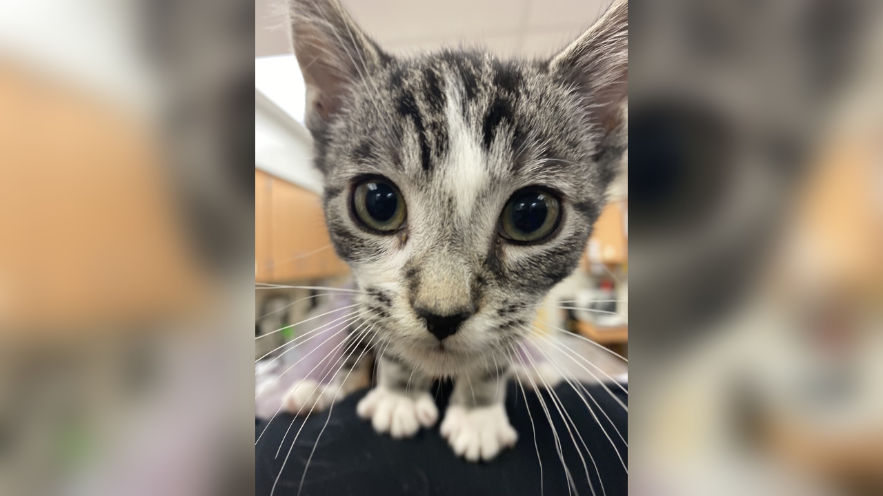 Meet Ben! Our Pet of the Week