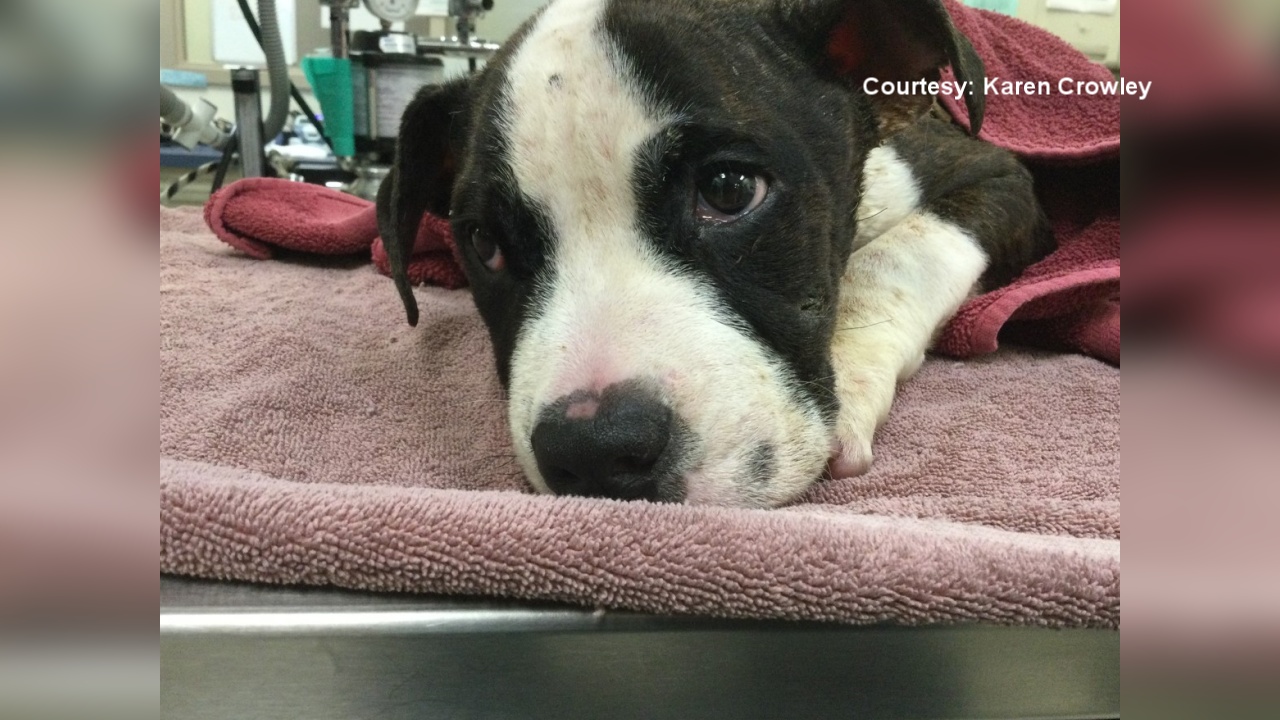Dog Found Burned, Abandoned Alongside Road In Cattaraugus County