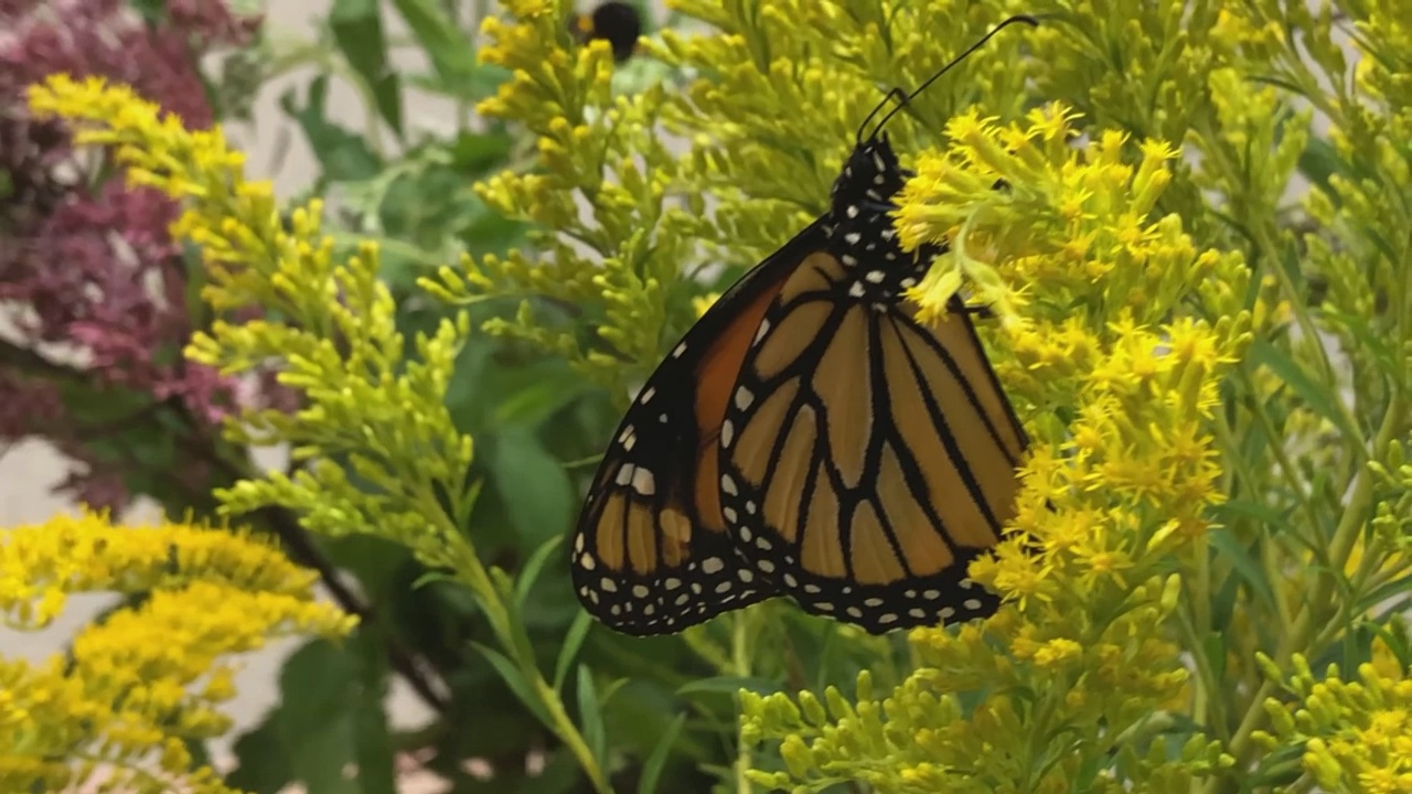 Local Nature Center Hosts Unique Pairing: Butterflies And Brews
