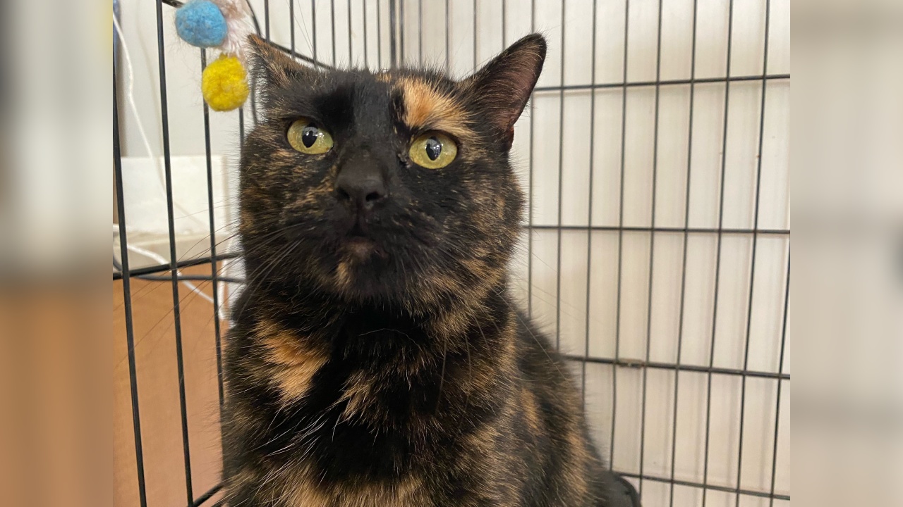 Meet Radja! Our Pet of the Week