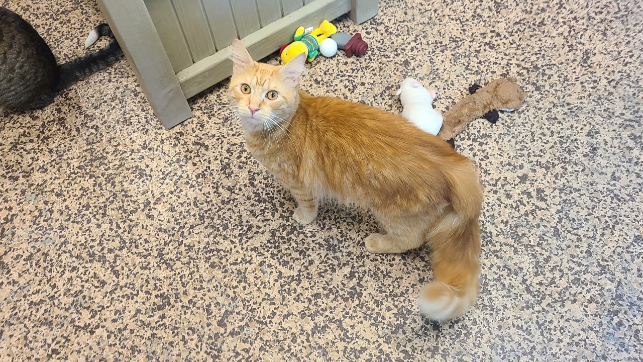 Meet Sebastian! Our Pet of the Week