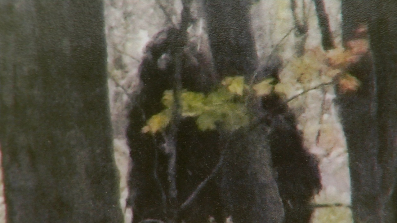 Searching for Bigfoot