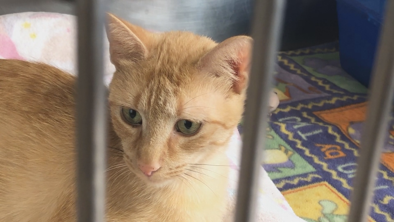 County Humane Society Cat Colony Reaches Full Capacity