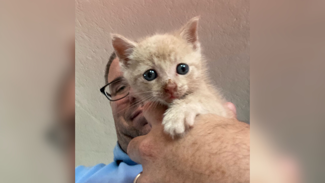 Meet Olson! Our Pet of the Week