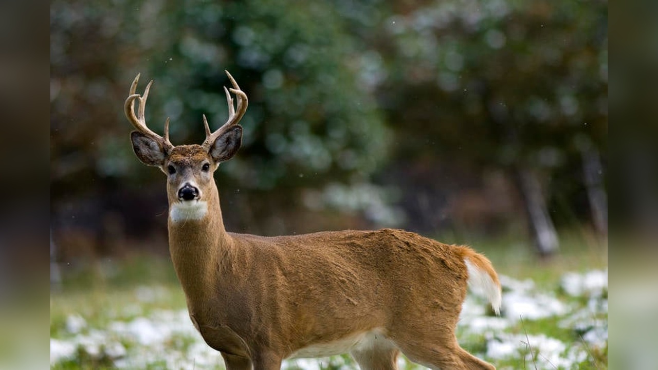 Chronic Wasting Disease currently not in New York