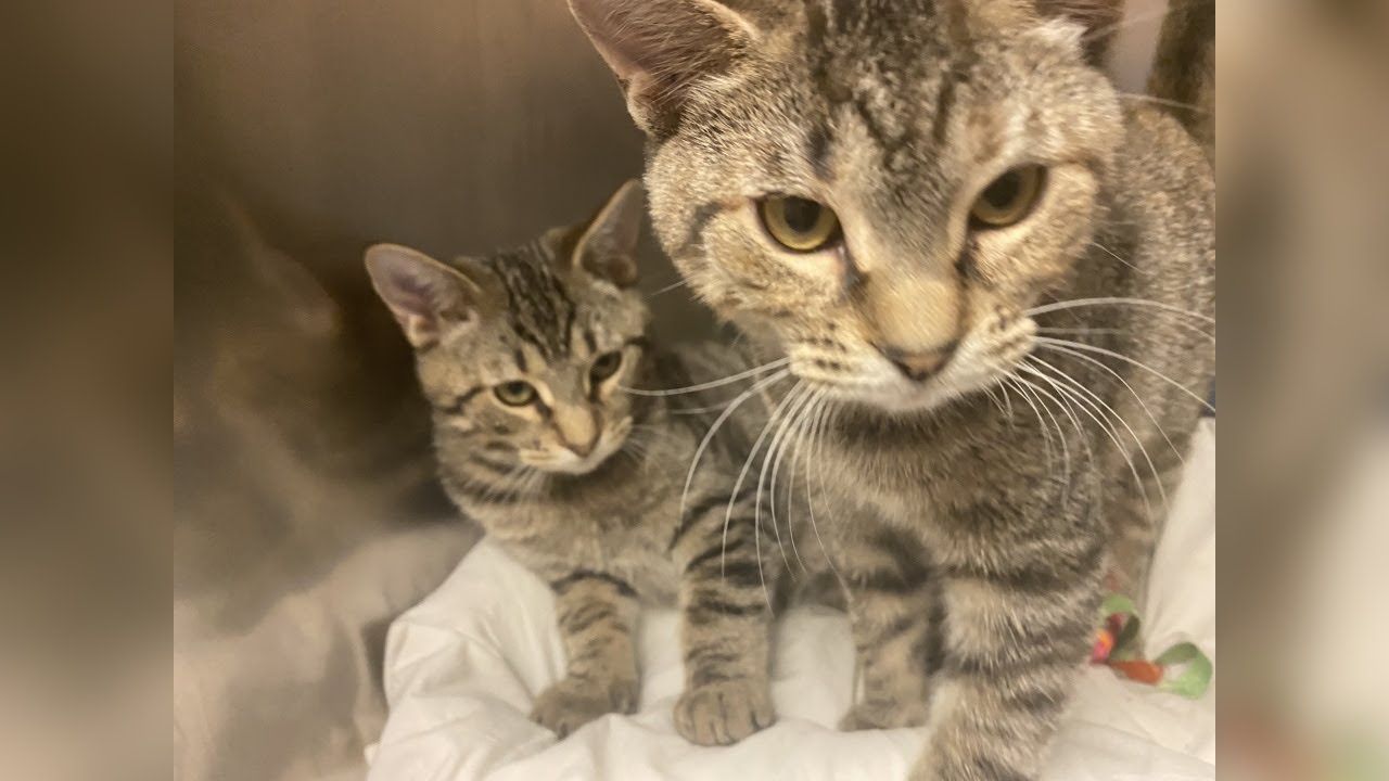 Sebastian & Melody: Pets Of The Week