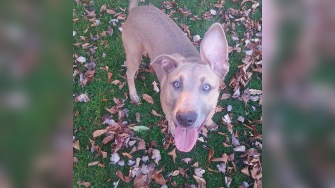 Meet Halen Rose, Our Pet of the Week!