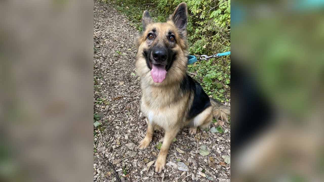 Meet Frida! Our Pet of the Week