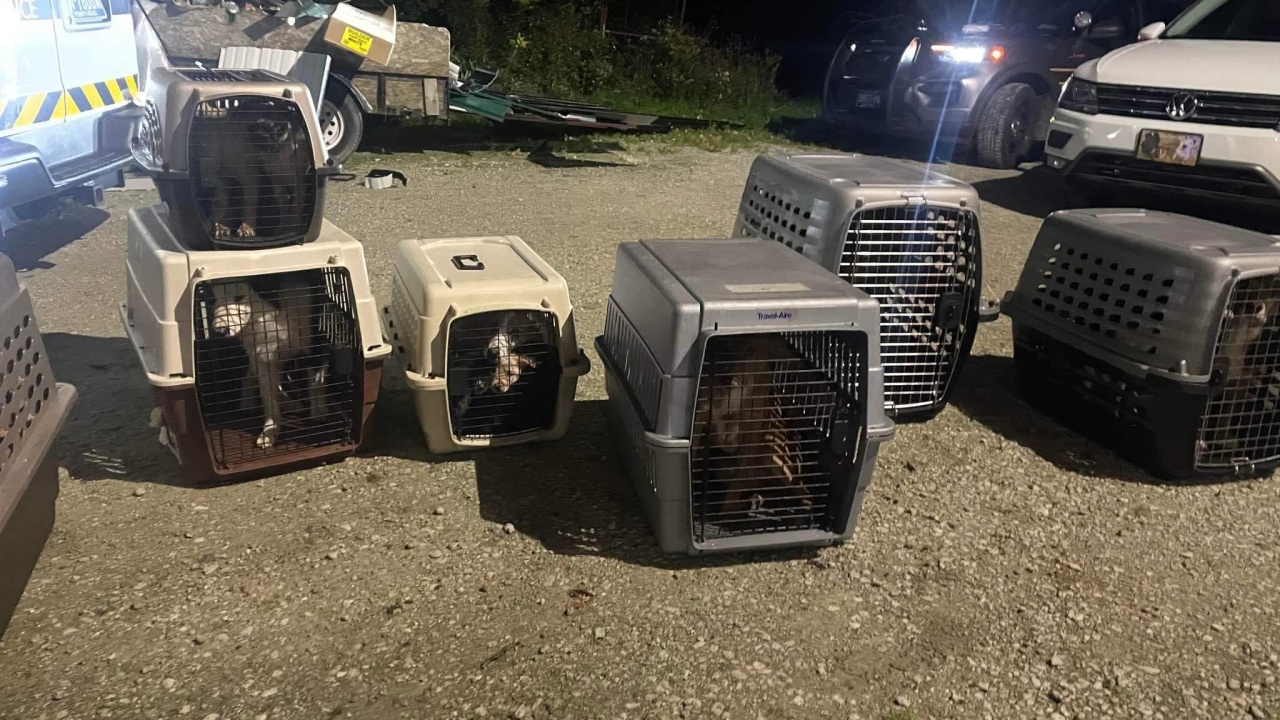 More Than 200 Animals Seized From Erie, Pa. Farm; Numerous Also Found