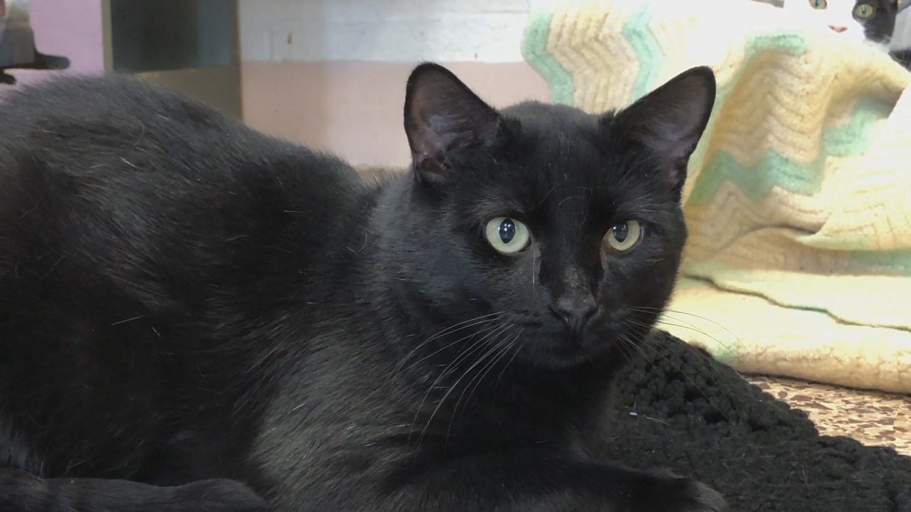 13 ‘Lucky’ Black Cats Looking For A Good Home In Jamestown