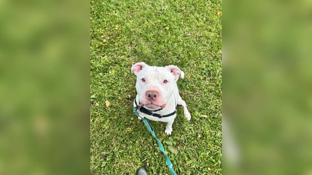 Meet Allen! Our Pet of the Week