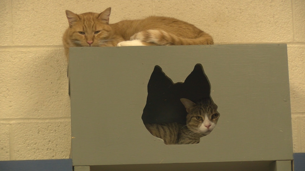 Our Local Animal Shelter Is Again Overloaded With Kittens