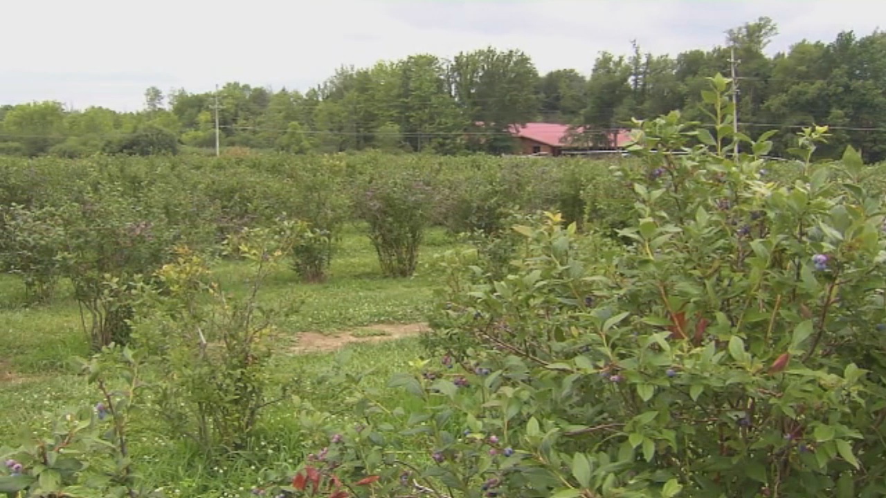 Borrello: New State Requirements Burden Chautauqua County Farmers
