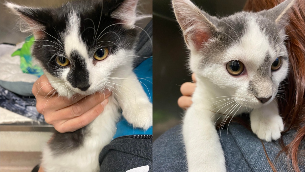 Meet Oreo Speedwagon And Mr. Peanut! Our Pets of the Week