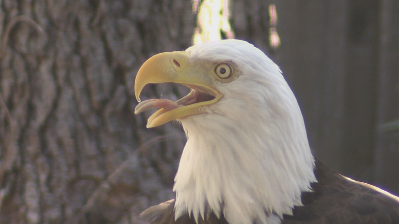 A Look Back at Liberty’s Life & Legacy