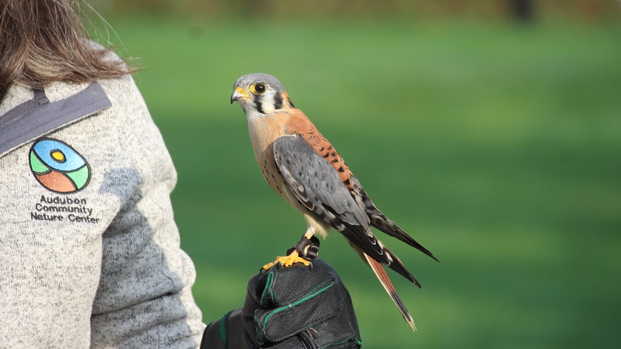 Meet Audubon’s New Birds of Prey