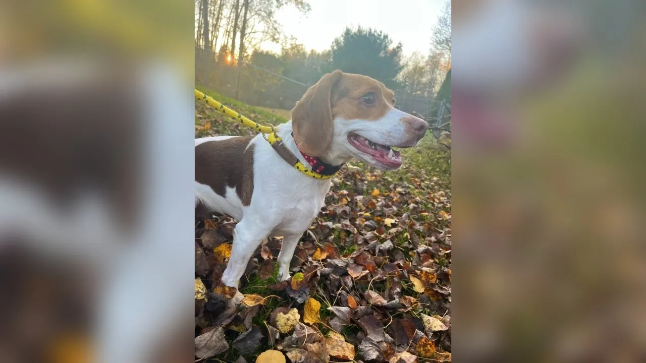 Meet Bella! Our Pet of the Week