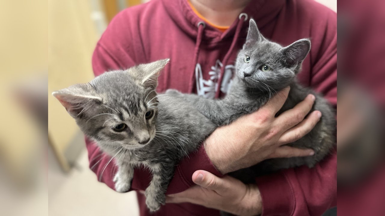 Gourdy & Butternut: Pets of the Week