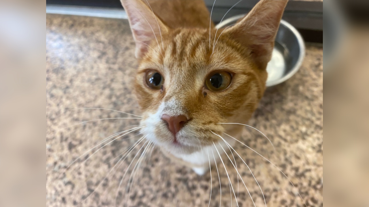 Meet Loretta! Our Pet of the Week