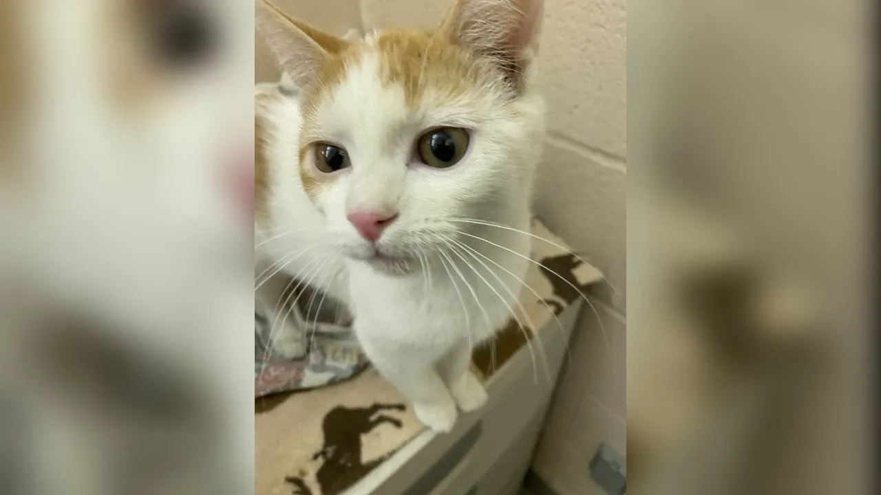 Meet Pumpkin! Our Pet of the Week