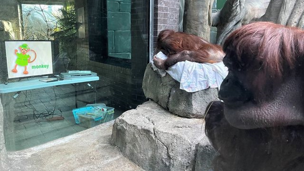 Erie Zoo Seeks DVD Donations to Help Entertain Animals During Winter Months