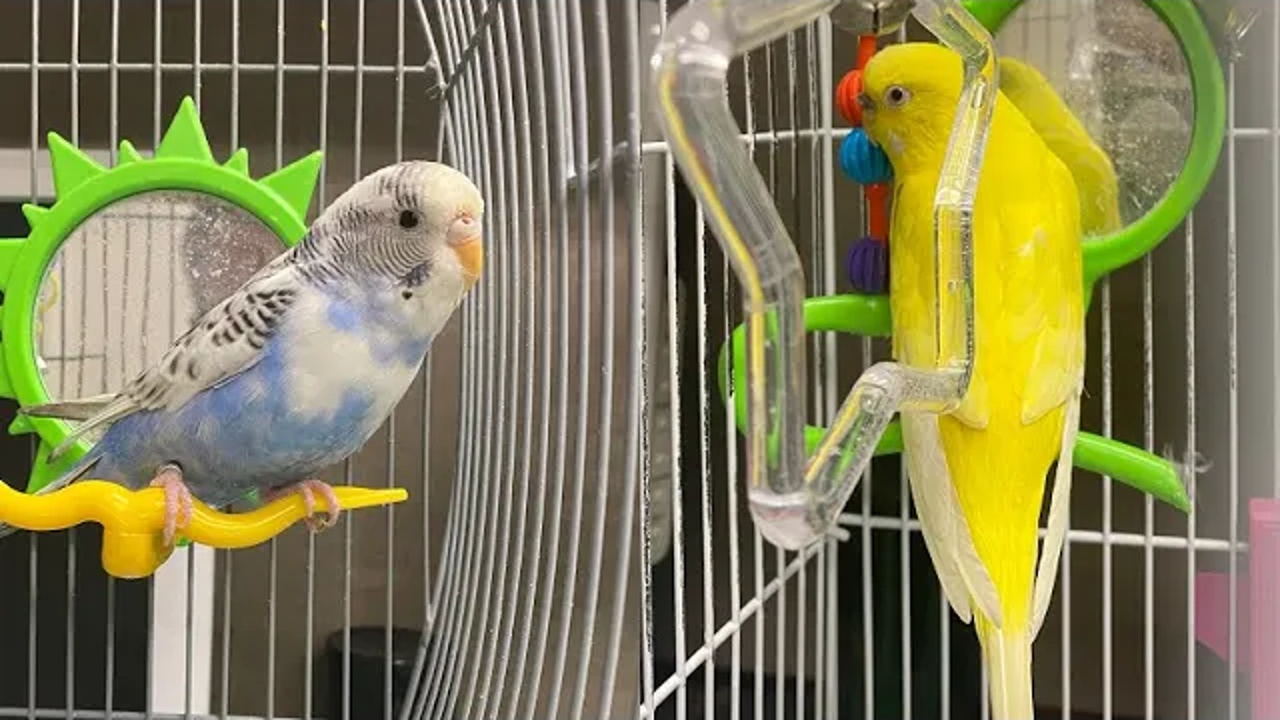 Lightning & Fluffy, Pets of the Week