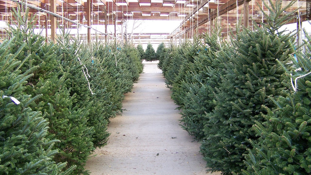 Still Looking For A Live Christmas Tree? Here’s Some Local Locations To Buy One