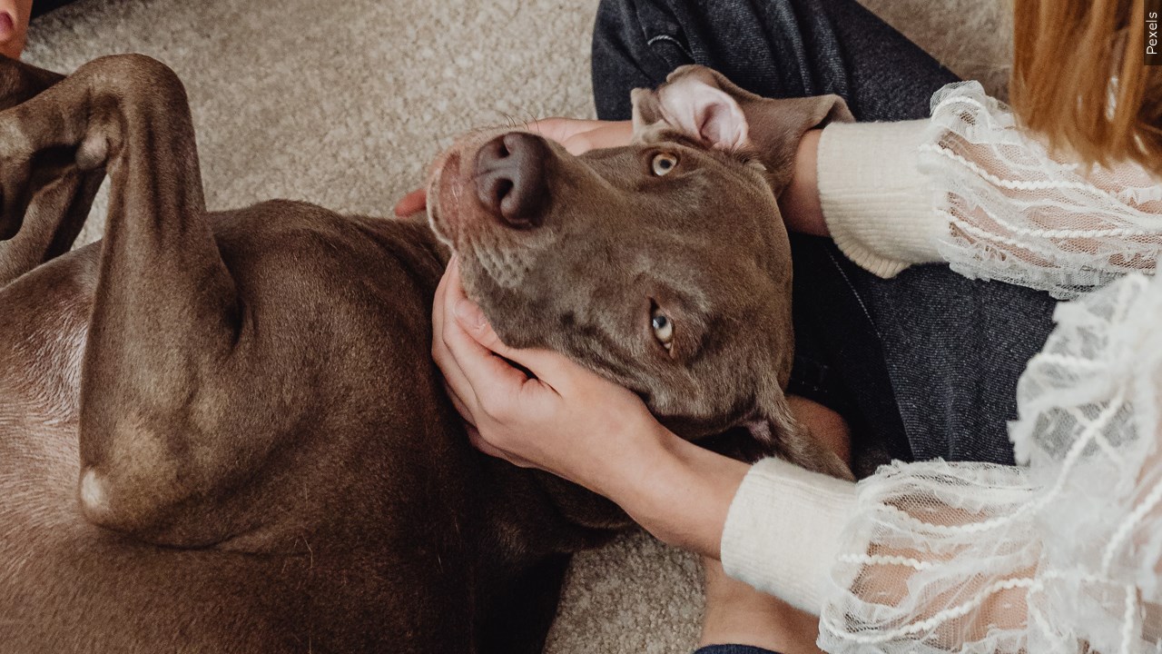 Bringing a dog along for a holiday stay? Make sure to plan WNY News Now