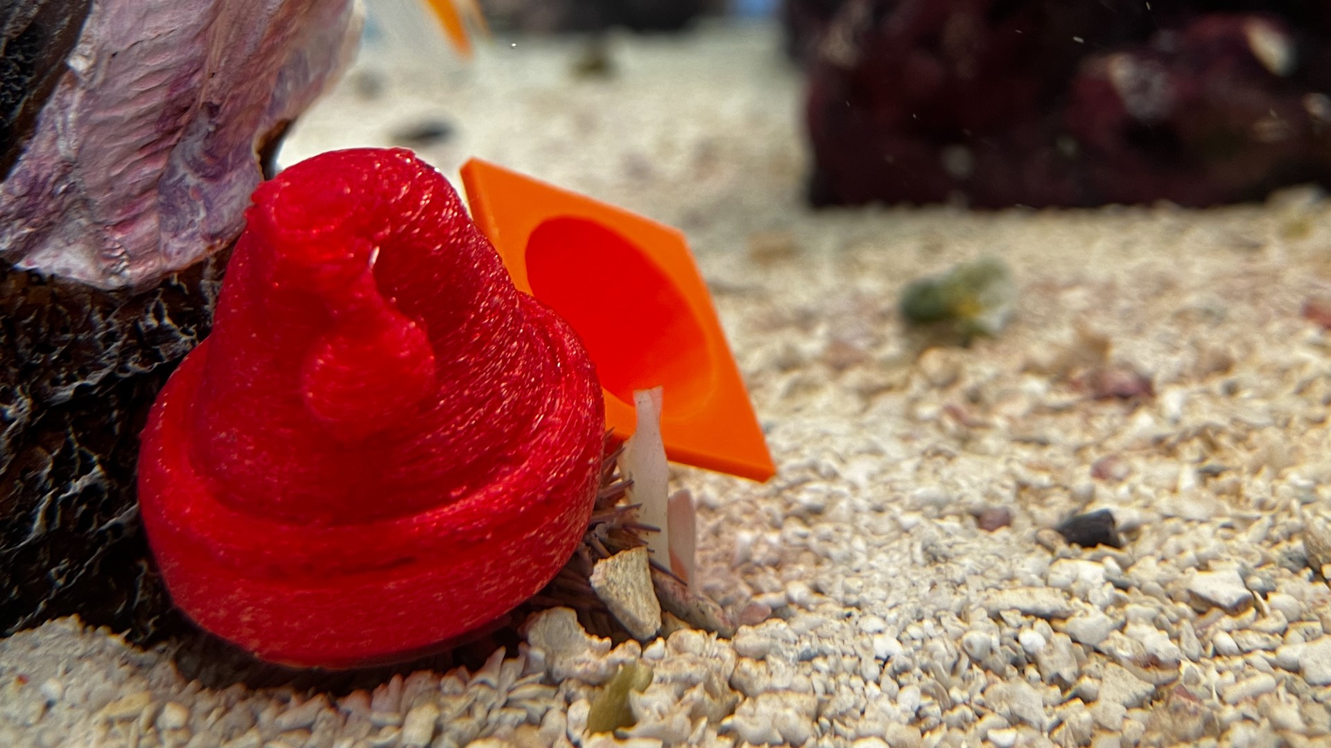 Sea Urchin Does its Best Santa Claus Imitation