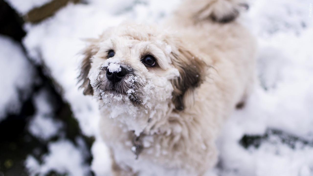 Humane Society Reminds Pet Owners of Cold Weather Safety