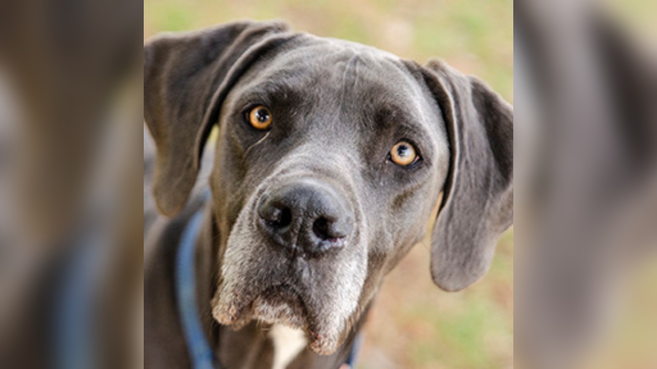 Season Of Hope Adoption Continues