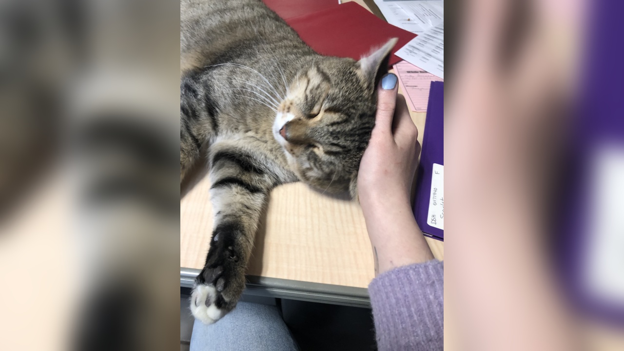 Meet Roman! Our Pet of the Week