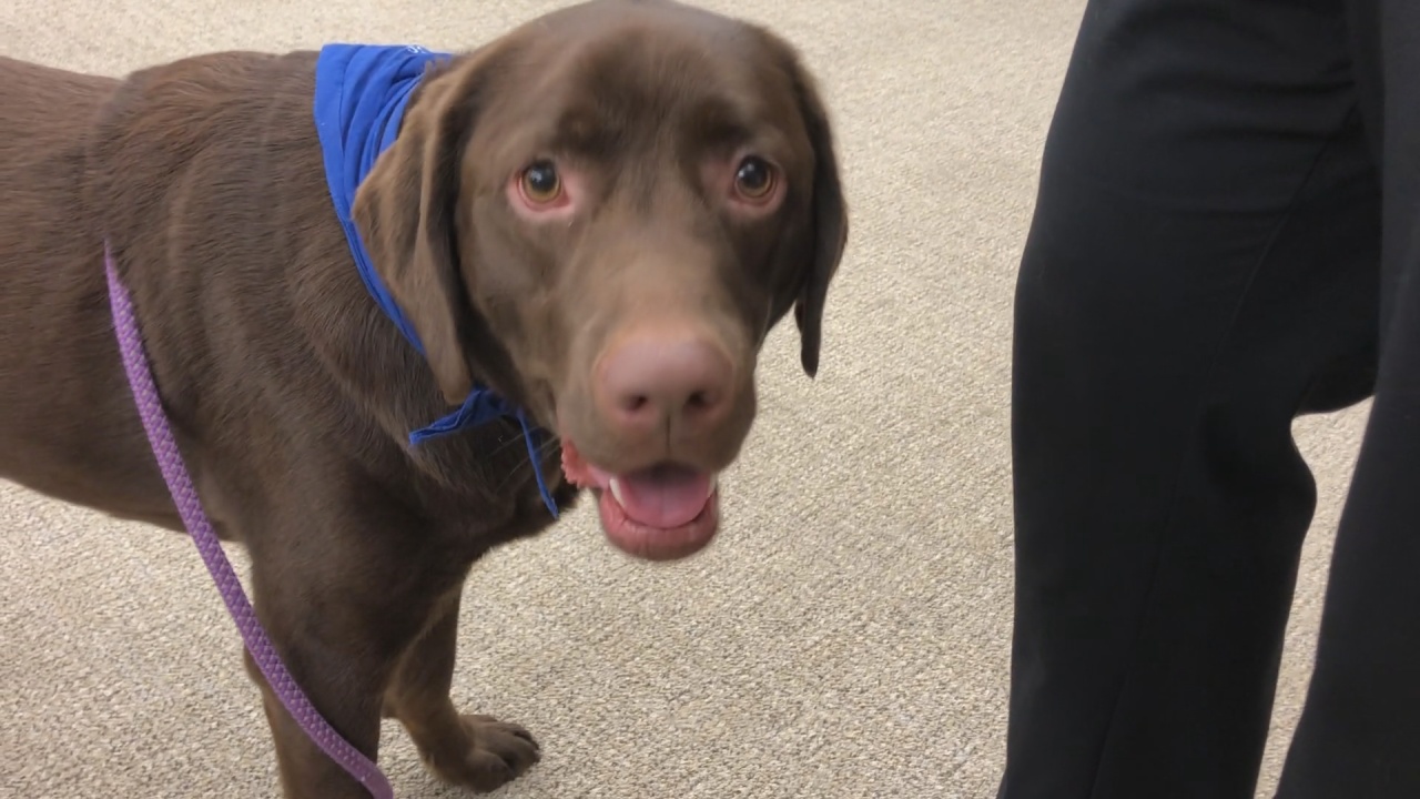 Jefferson Middle School Welcomes New Therapy Dog