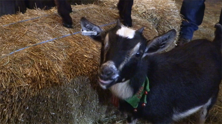 2023 PA Farm Show Favorite: “Goat Snuggling”