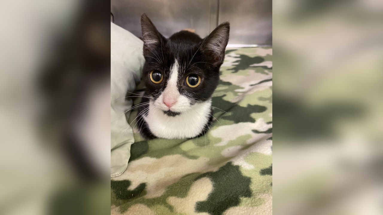 Sailor Moon: Our Pet of the Week