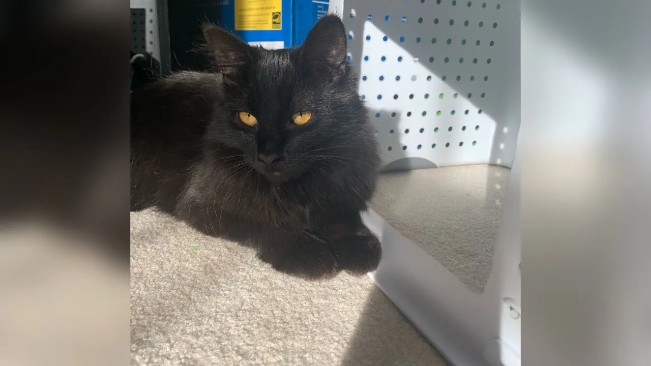 Meet Clover! Our Pet of the Week