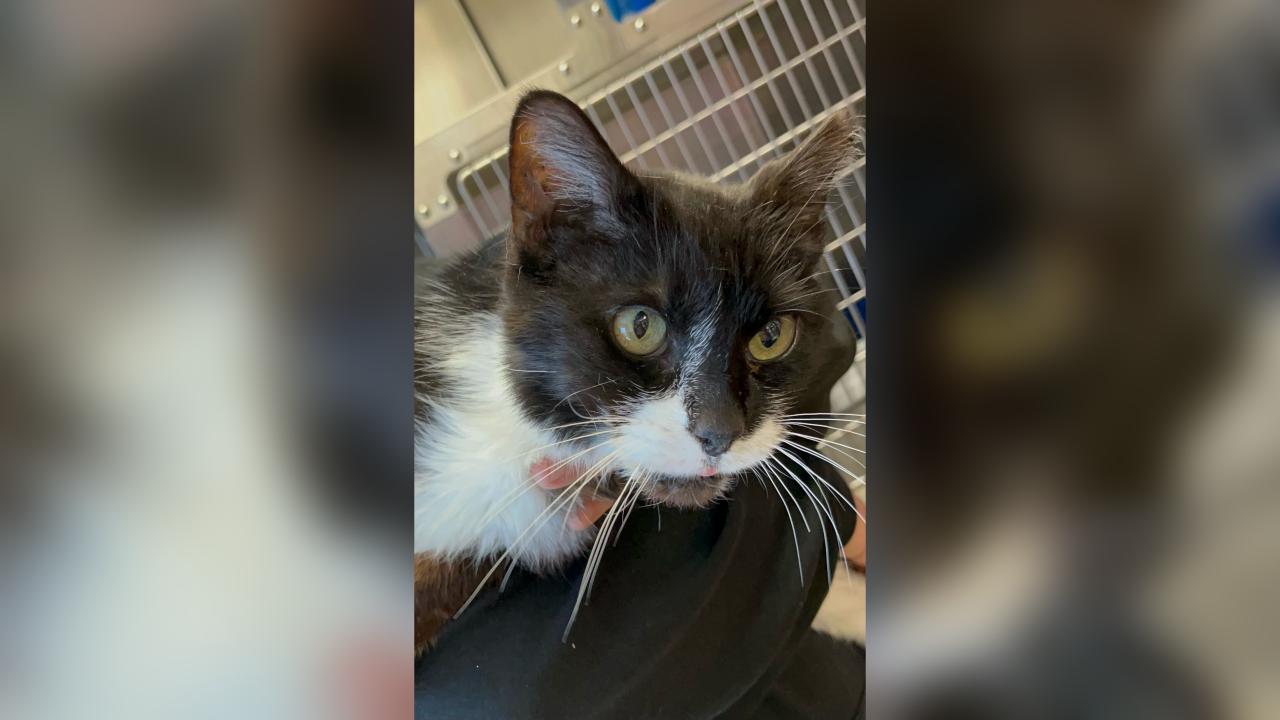 Meet Bunny! Our Pet of the Week