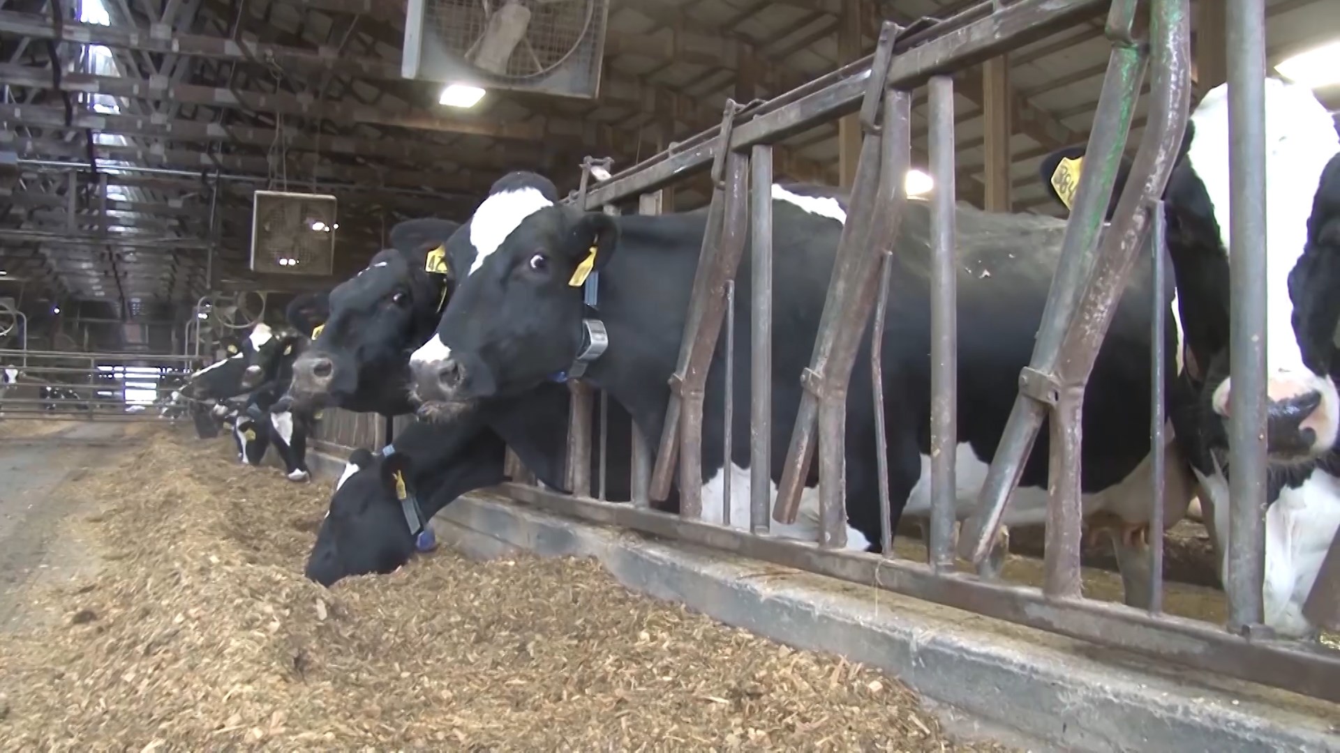 Senator Gillibrand proposes dairy pricing changes, farmers say it’s necessary