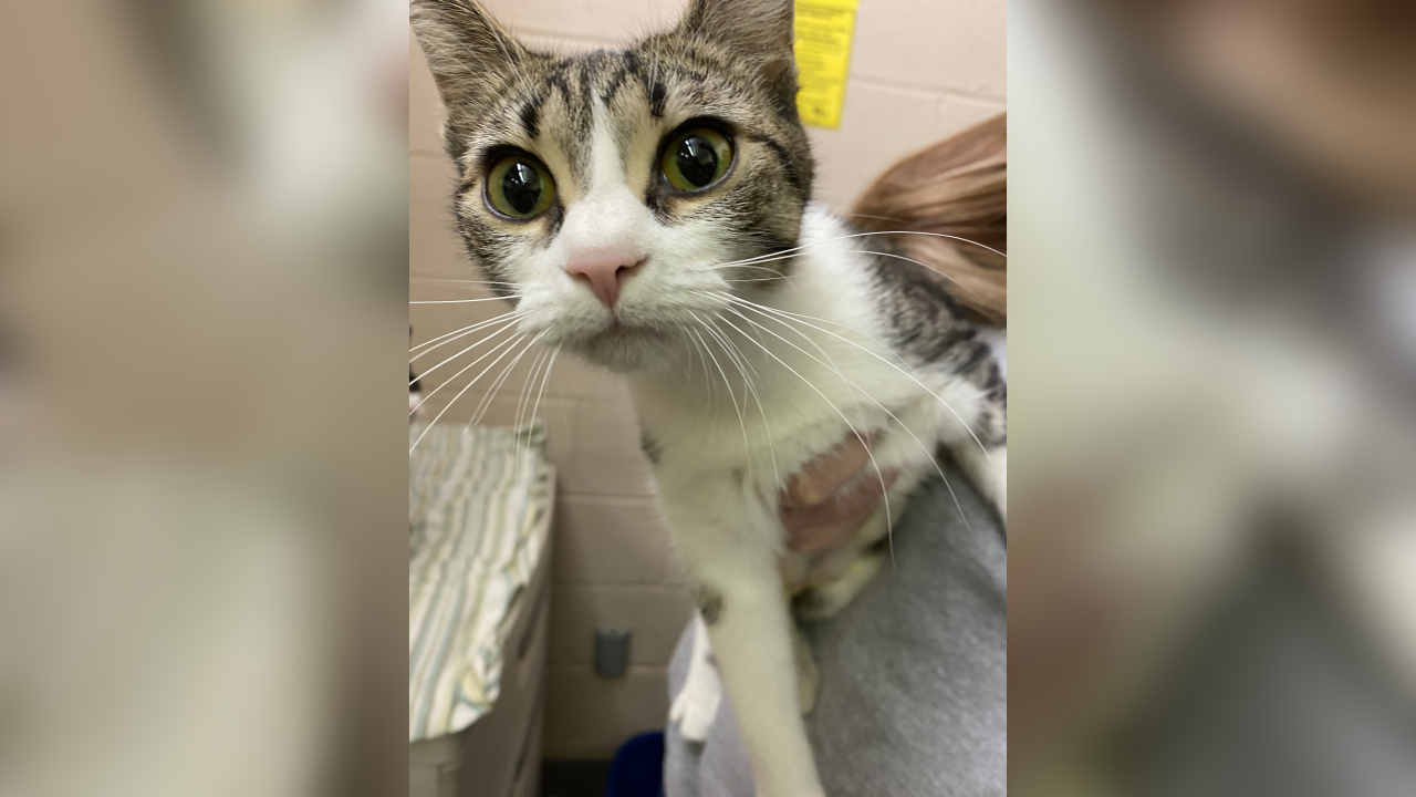 Meet Mabel! Our Pet of the Week