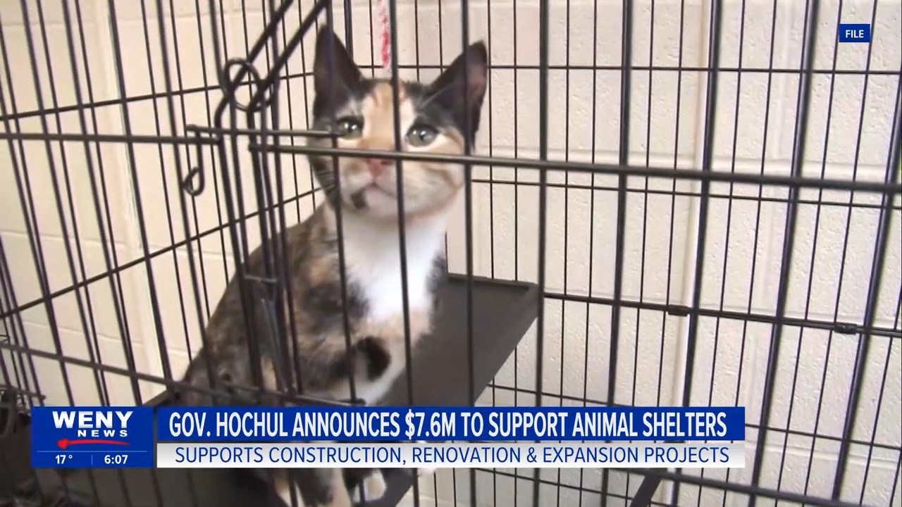 Gov. Hochul announces $7.6M to support animal shelter improvements statewide