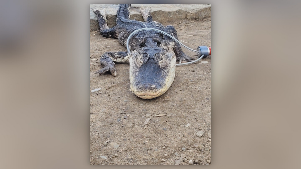 Scaly surprise: Park workers rescue alligator in New York park