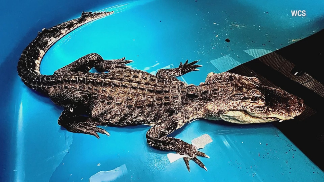 Alligator pulled from NYC lake had swallowed bathtub stopper, authorities say