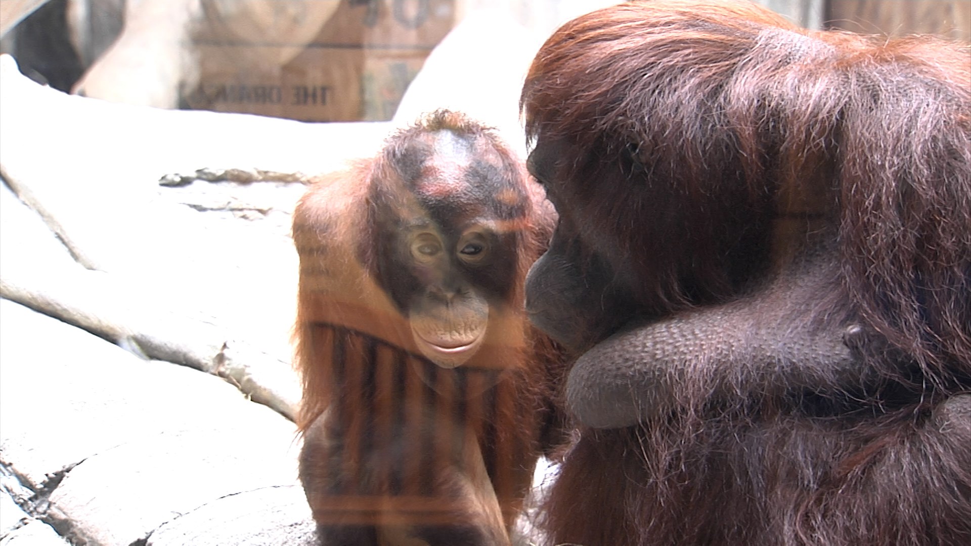 Erie Zoo Reopens for 2023 Season, Welcomes New Animals, Exhibits
