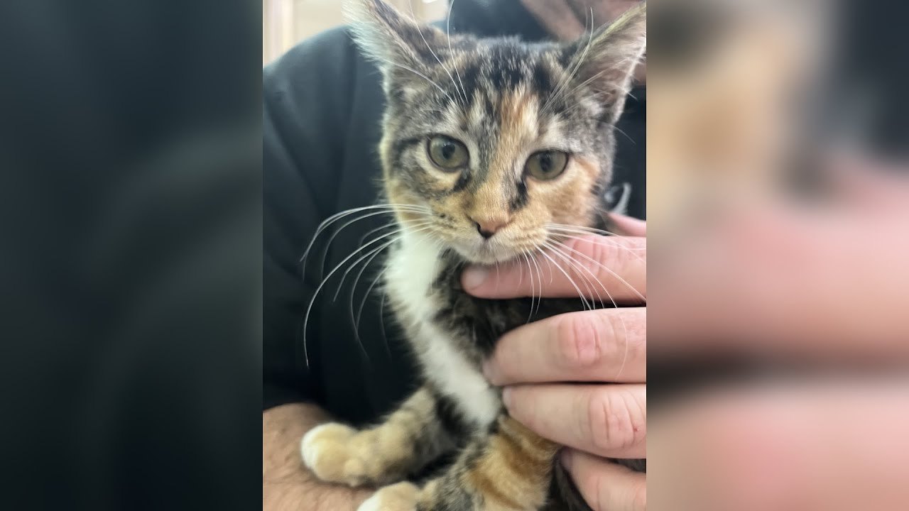 Meet Charlotte! Our Pet of the Week